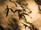 无创幽门螺杆菌耐药基因检测第一证，助力精准诊疗