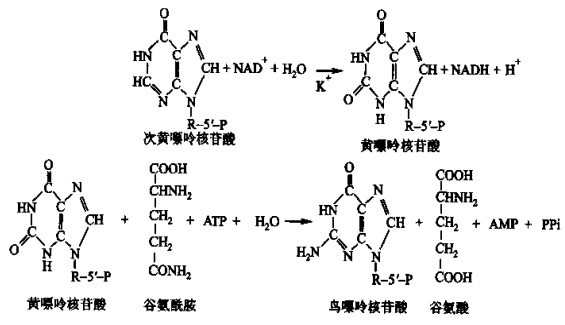 guaninenucleotidesyn.jpg
